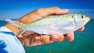 Catching Grouper and Redfish Inshore Using Big Threadfins [upl. by Milan]