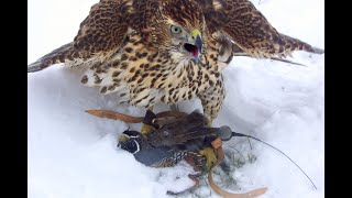 Falconry How to stop or prevent screaming and vocalizing [upl. by Titos]