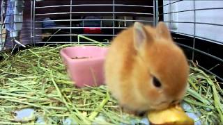 Cute bunny Rabbit eating an apple Part1 Netherland Dwarf [upl. by Mast]