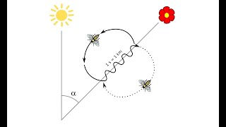 Whats Waggle Dance of the Honeybee  How bees communicate [upl. by Lamarre]