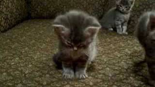 Little Kitten So Tired Cutest vid ever [upl. by Marbut62]