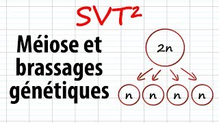 Méiose et brassages génétiques SVT²révisions BAC [upl. by Elem476]