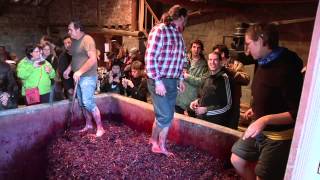 Fiesta del Pisado de la Uva Bodegas Lecea  Vídeo Reportaje [upl. by Caneghem]