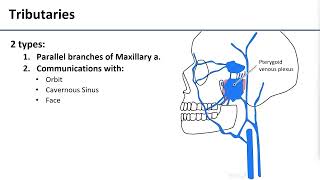 8 Pterygoid Venous Plexus [upl. by Fonda]