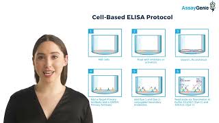 Cell Based and Phospho ELISA Kits [upl. by Eelaroc]