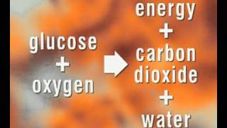 GCSE Science Revision  Respiration [upl. by Nastassia]