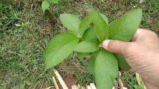 SAMBONG PLANTS HERBAL gamot sa manas my experience [upl. by Nylacaj]