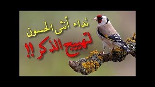 تغريد انثى الحسون لتهييج الذكر ⁄ Lappel de la femelle pour motiver le chardonneret à chanter [upl. by Amble]