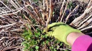 How to Cut Back Jupiters Beard aka Red Valerian in Spring [upl. by Aneehsal]