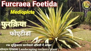 Furcraea Foetida  Furcrea Mediopicta  Mauritius Hemp  Agave Foetida  Gaint Cuban Hemp फुरक्रिया [upl. by Adnaluoy]