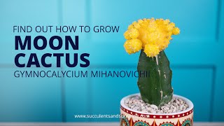 Learn how to properly care for Gymnocalycium mihanovichii quotMoon Cactusquot [upl. by Egwan276]