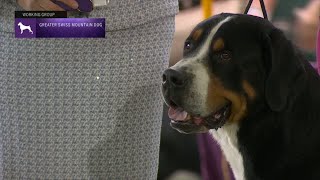 Greater Swiss Mountain Dogs  Breed Judging 2023 [upl. by Findley]