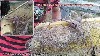 The biggest huntsman spider ever Gigantic arachnid snapped on a broom in Australia [upl. by Tterrab]