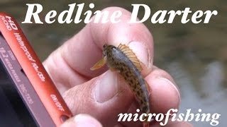 Redline Darter MicroFishing in Virginia [upl. by Fennell658]