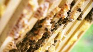 Pesticides and Pollinators The crop protection industry talks bee testing and pollinator health [upl. by Ibrad996]