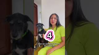 ¿En que más crees que se parecen los Barbudos pelo de alambre 😂👇perros criollos mestizos [upl. by Levitt464]