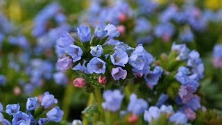 Pulmonaria Production Tips  Walters Gardens [upl. by Aehtna]