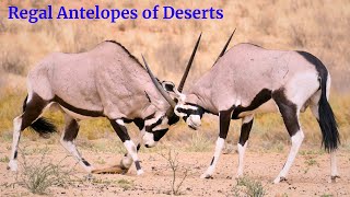 Gemsbok Oryx The Deserts Regal Antelope [upl. by Namlas]