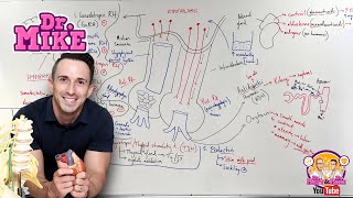 Hypothalamic Pituitary Hormones [upl. by Aihsekal]