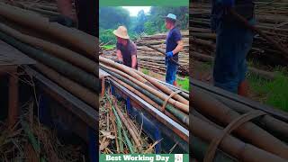 Best working day 1273 Bamboo shredding process [upl. by Aynos]