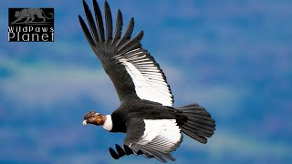 The Majestic Andean Condor A Closer Look [upl. by Frodina]