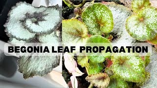 Easily Propagate Begonia Rex in Moss and Fluval from Single Leaf Cutting  100 Success Result [upl. by Aramoj]