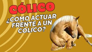 ¿Qué se le puede dar a un caballo con cólicos [upl. by Innavoeg]