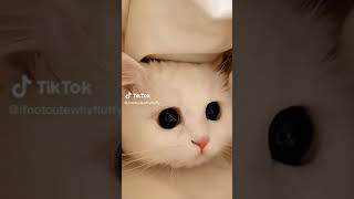 Funny Cats Compilation  TikTok Funny Cats [upl. by Rehpotsrihc]