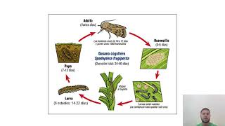 Spodoptera frugiperda en maíz  Estudiante Junior Rubí [upl. by Nitsirt]