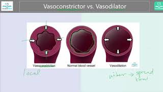 Vasoconstrictor vs Vasodilator Whats the difference [upl. by Ronni]