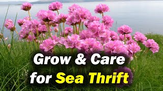 How to Grow amp Care for Sea Thrift Armeria Maritima [upl. by Zigrang]