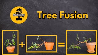 Ficus Benjamina Tree Fusion  Creating SemiCascade Bonsai [upl. by Anton]