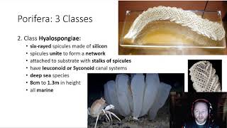 Phylum Porifera  3 Classes of Porifera [upl. by Sweatt]