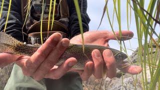 Upper Clackamas river dry fly fishing [upl. by Atalee464]