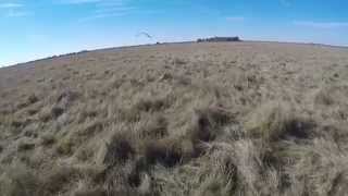 Ferruginous Hawk Falconry on Jackrabbits [upl. by Pardoes68]