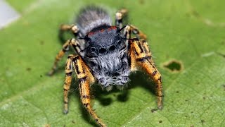 Phidippus mystaceus series 2 [upl. by Christiansen]