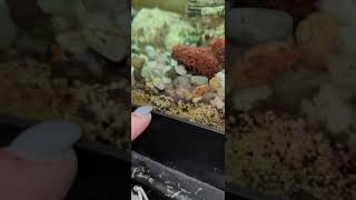 150g Build Update Anoxic Filter Mulm Fish Tank Rambling [upl. by Efeek]