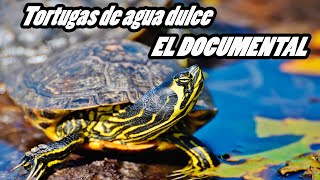 Documental Tortugas De Agua Dulce ✅ 🐢 [upl. by Livvy]