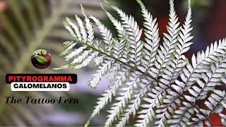 Pityrogramma Calomelanos  The Silver Fern Tattoo fern [upl. by Yrffej344]