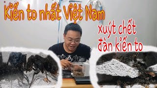 Nuôi kiến to nhất việt nam  Kiến săn  Pseudoneoponera Rufipes  House Animal TV [upl. by Aya]