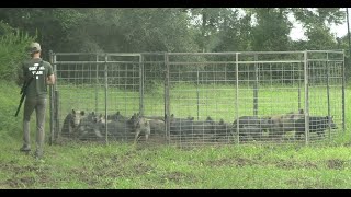 Crushed My Previous Record Trapped A Huge Pack of Wild Hogs [upl. by Monro]