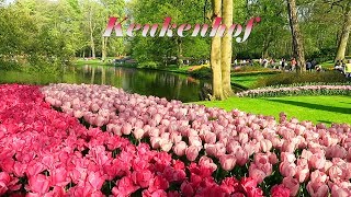 Keukenhof 2018  The most beautiful flower park in the world [upl. by Kinna]