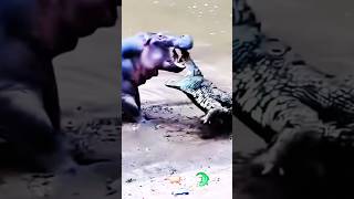 Hippo Vs Crocodile Big Fight [upl. by Rubel59]