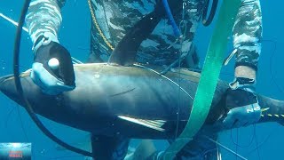 Panama yellowfin tuna spearfishing Chasse au thon albacore du Panama [upl. by Skcirdnek]