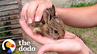 Family Of Tiny Bunnies Rescued From Storm Grate  The Dodo [upl. by Garrett656]