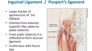 Inguinal Ligament Poupart Ligament Abdominal Anatomy [upl. by Tavey300]