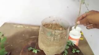 Easy way to Grow Pithecellobium dulce from Cuttings  With Update  Jungle Jalebi  Hindi [upl. by Nguyen]