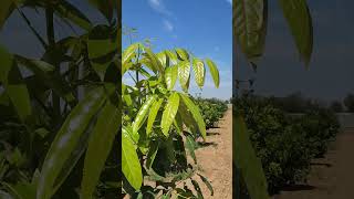 अफ्रीकन Mahogany 8320508594 farming agriculture indianfarmer farmer kisan mahogany tree [upl. by Azne]