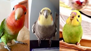 FUNNY AND CUTE PARROTS  TRY NOT TO LAUGH ❤️🦜 [upl. by Ettenwahs]