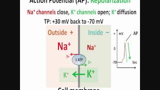 Neuron Action Potential Part 2 Depolarization Repolarization Hyperpolarization [upl. by Assilana]